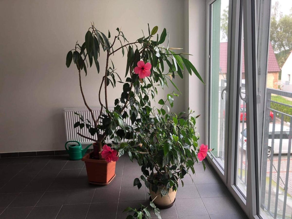 Apartman c.8 Magnolie Třeboň Exterior foto